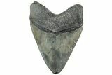 Fossil Megalodon Tooth - South Carolina #312027-1